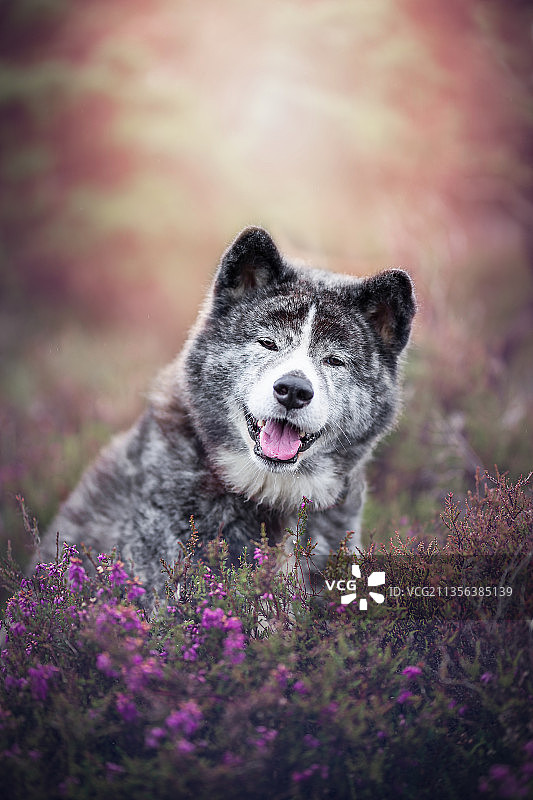 植物丛中纯种秋田犬的特写图片素材