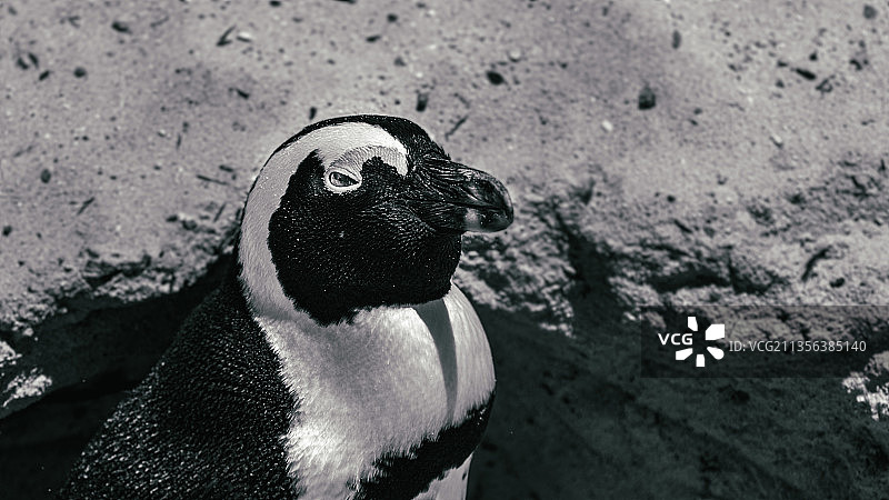 南非岩石上的麦哲伦企鹅高角度视图图片素材