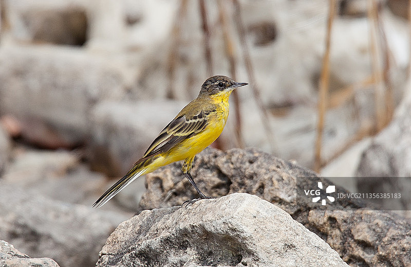 特写：栖息在岩石上的鸣黄鹡鸰图片素材