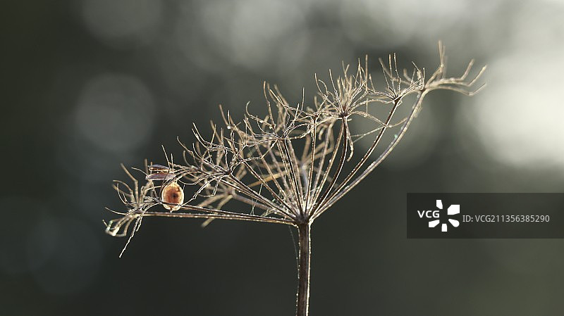 植物上的昆虫特写，布里斯托尔，英国图片素材