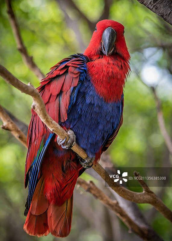 栖息在树枝上的折衷鹦鹉特写图片素材