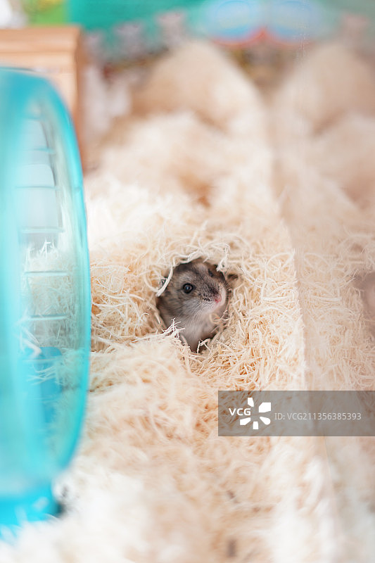 容器里的猪特写图片素材