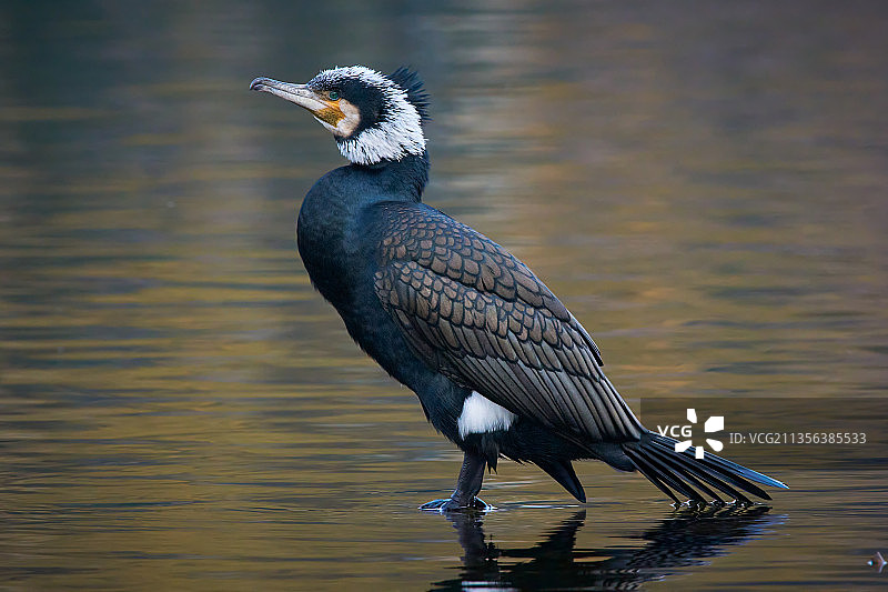 意大利莱科奥尔吉纳特湖中栖息的鸬鹚特写图片素材