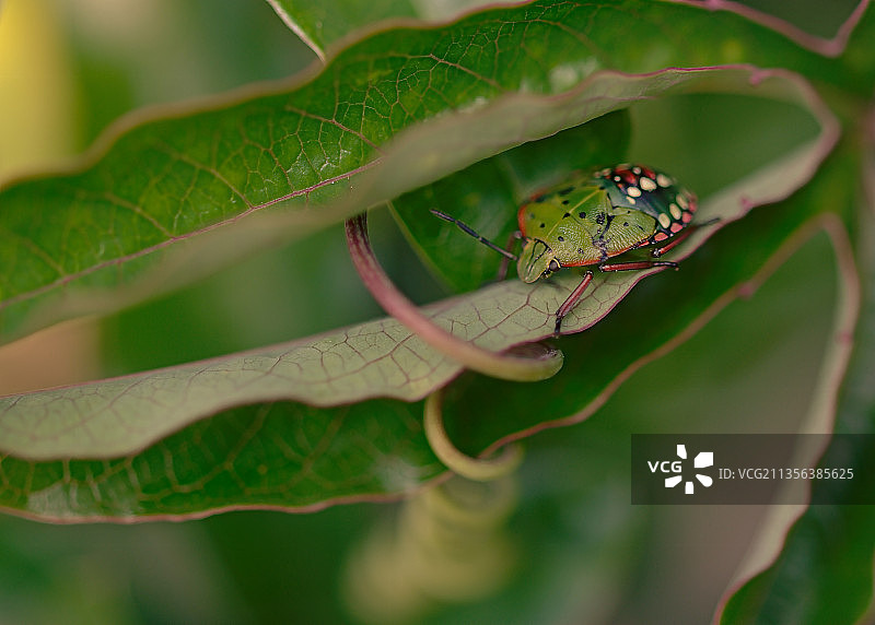 斯洛文尼亚树叶上的昆虫特写图片素材