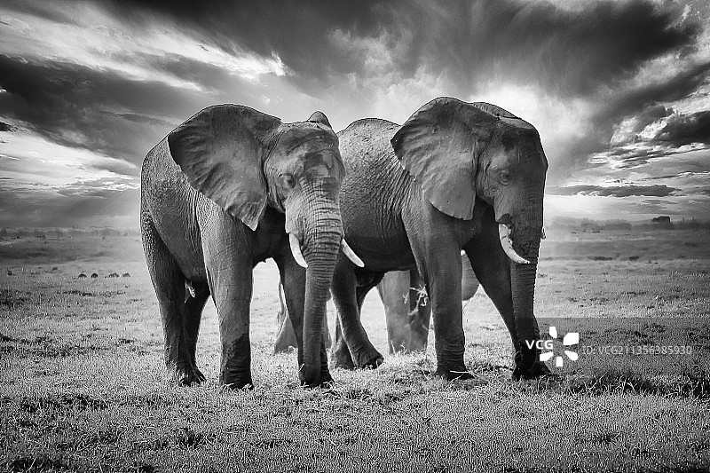 站在田野上的小象图片素材