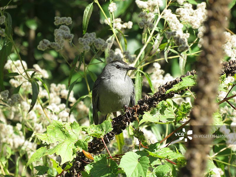 栖息在树上的鸣雀特写图片素材