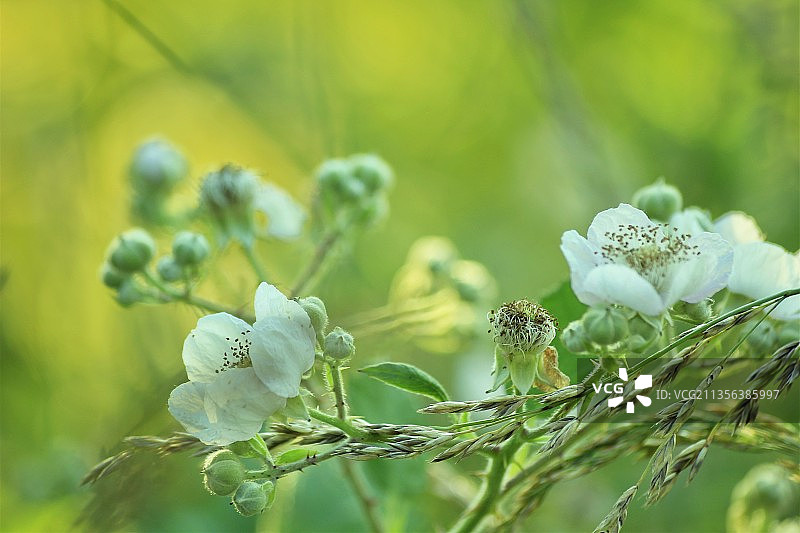 白色开花植物的特写图片素材
