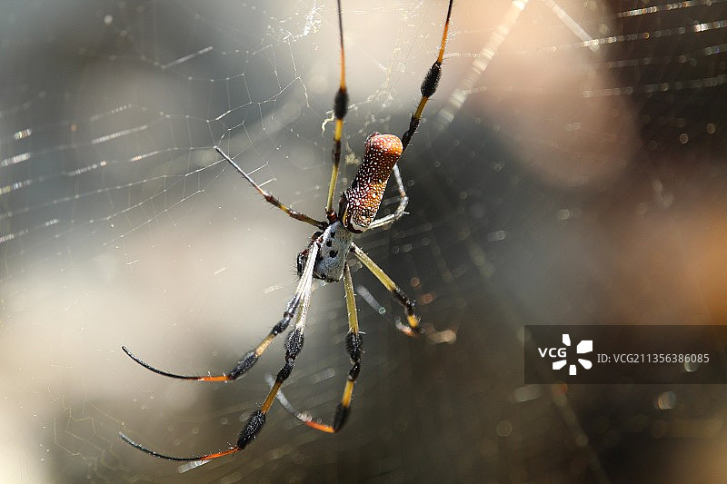 蜘蛛在网上的特写镜头图片素材