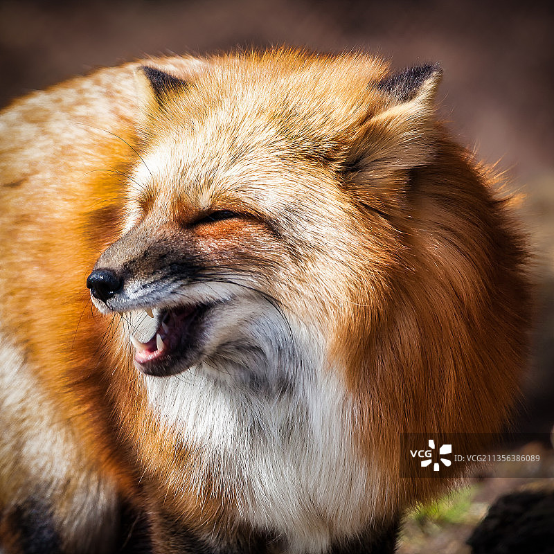 狮子特写，德国图片素材