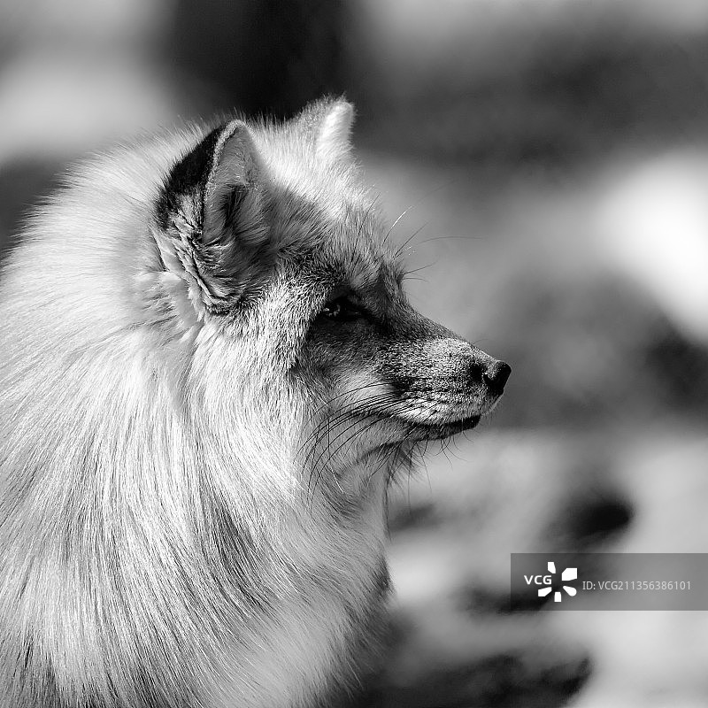 狼回头瞬间特写图片素材