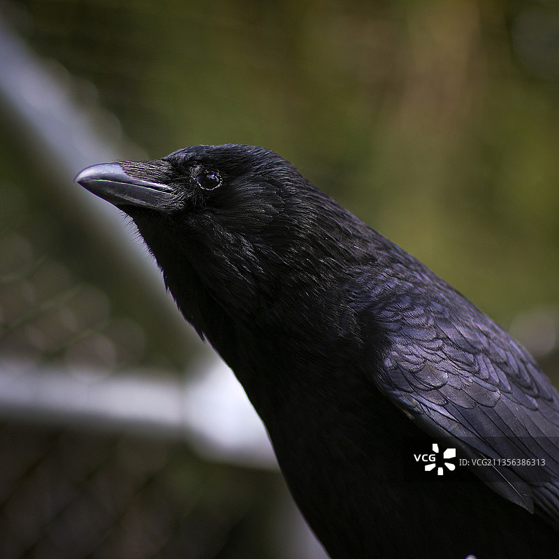 乌鸦特写图片素材