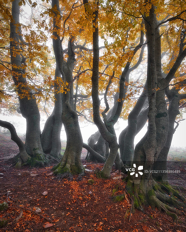 意大利马切拉塔省Pintura秋季森林树木图片素材