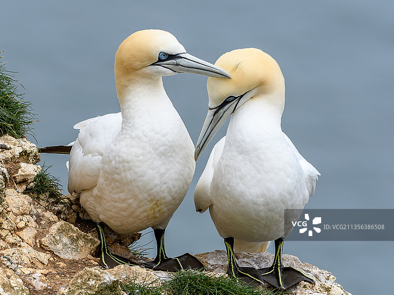 鸟类栖息在岩石上特写，英国游客中心图片素材