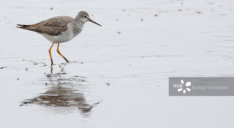 水鸟栖息在海滩岸边的特写图片素材