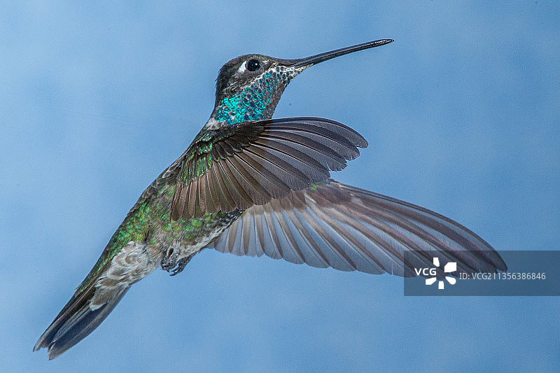 热带蜂鸟在空中飞行的特写图片素材