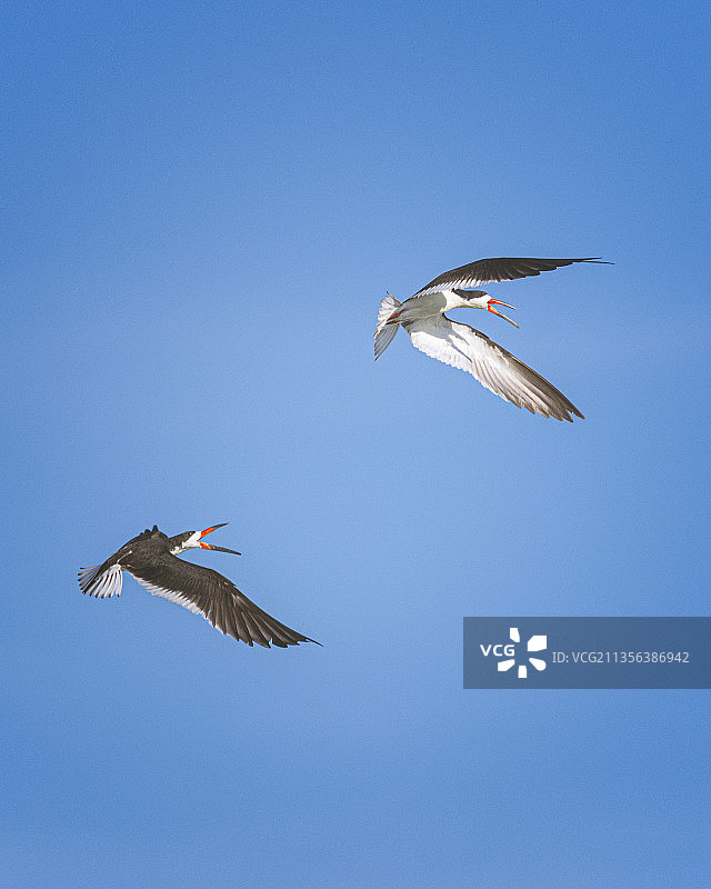 低角度拍摄：鸟儿飞过美国纽约长岛海滩的晴朗蓝天图片素材