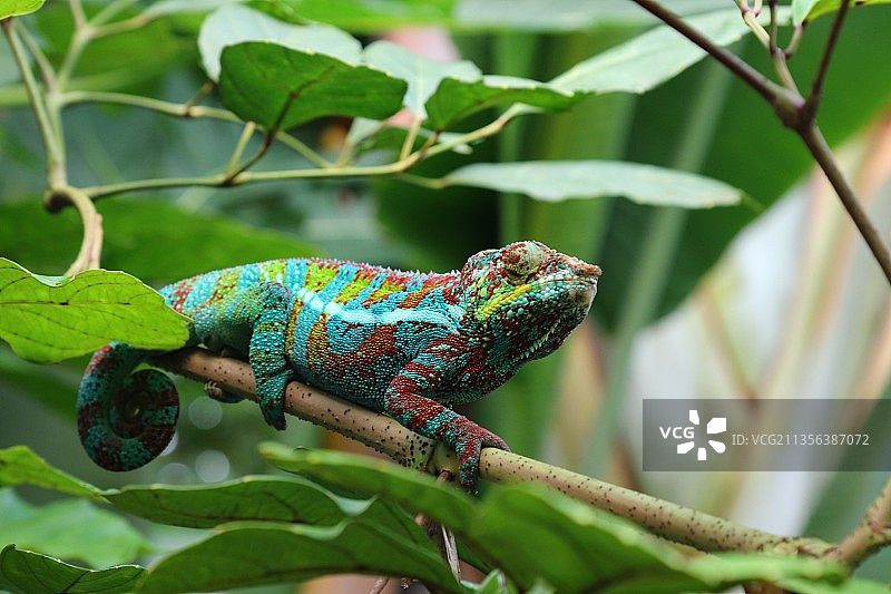 变色龙在树枝上的特写，瑞士图片素材
