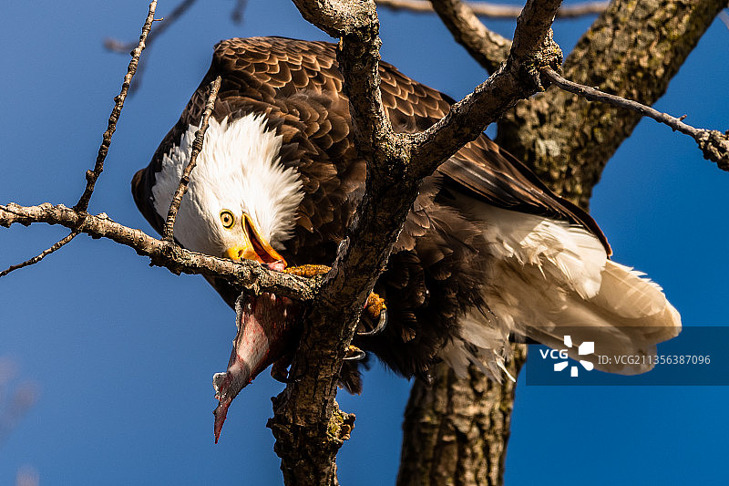 低角度白头鹰栖息树枝蓝天图片素材