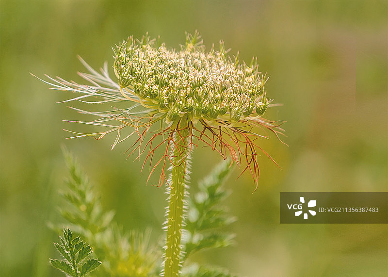蓟花特写图片素材