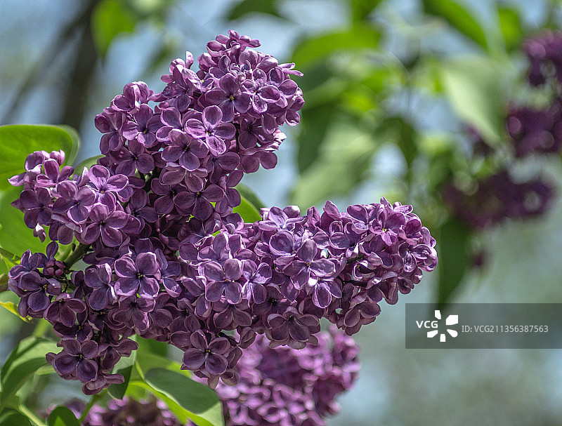 紫色植物特写，俄罗斯图片素材