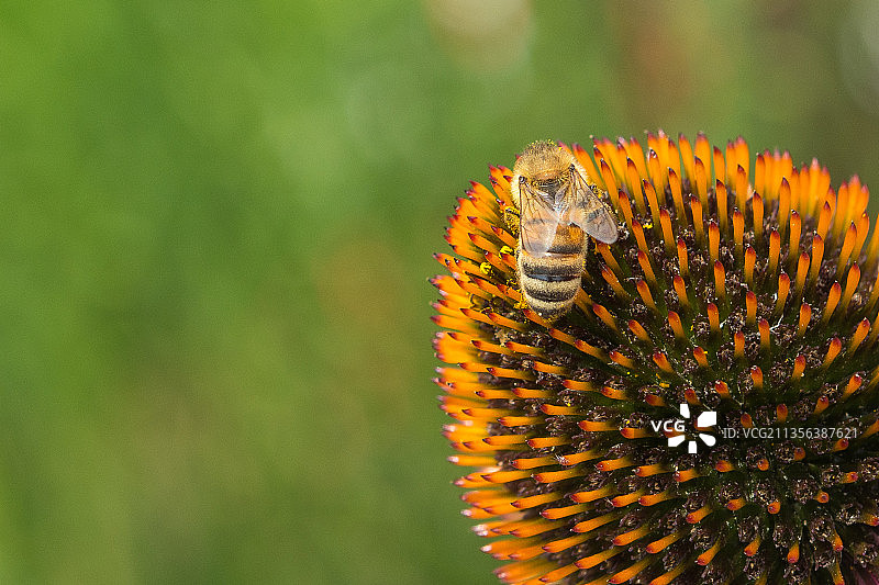 黄花特写图片素材