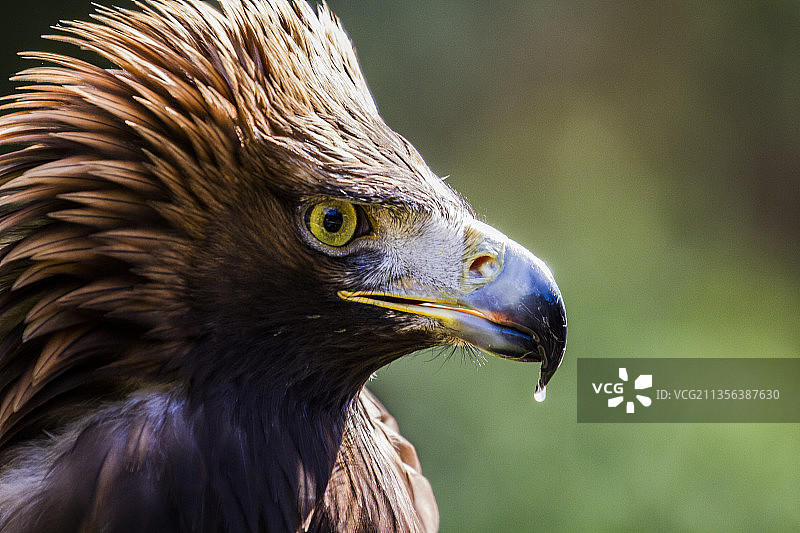 金雕特写图片素材