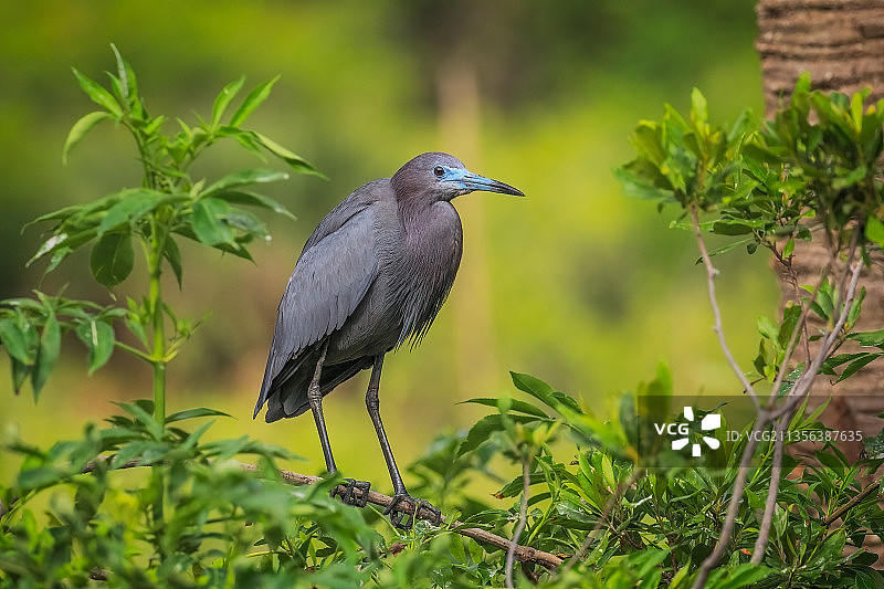 栖息在植物上苍鹭的特写，美国图片素材