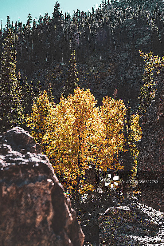 秋季美国科罗拉多州落基山国家公园森林中的树木图片素材