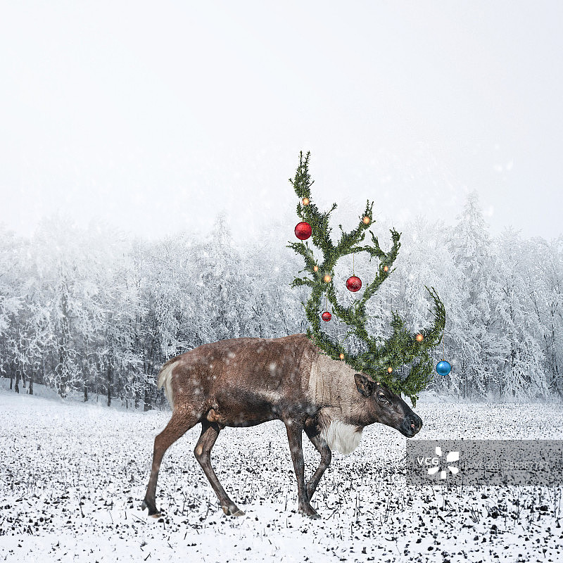 冬季森林中站立的鹿的侧面照图片素材