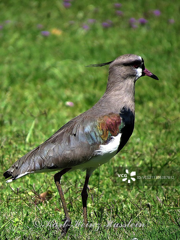 草地上栖息的距翅麦鸡特写图片素材