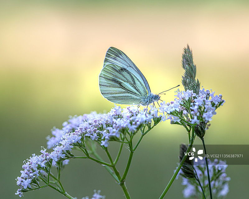 蝴蝶在紫色花朵上采蜜特写，瑞典图片素材