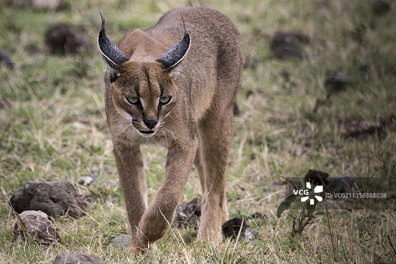 鹿站在田野上的肖像图片素材