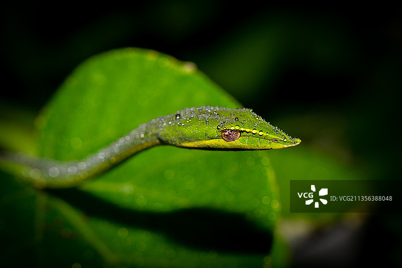 印度奥里萨邦比塔尔卡尼卡植物上的藤蛇特写图片素材