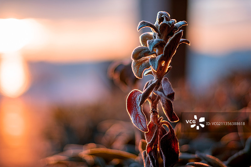夕阳下的枯萎植物特写图片素材