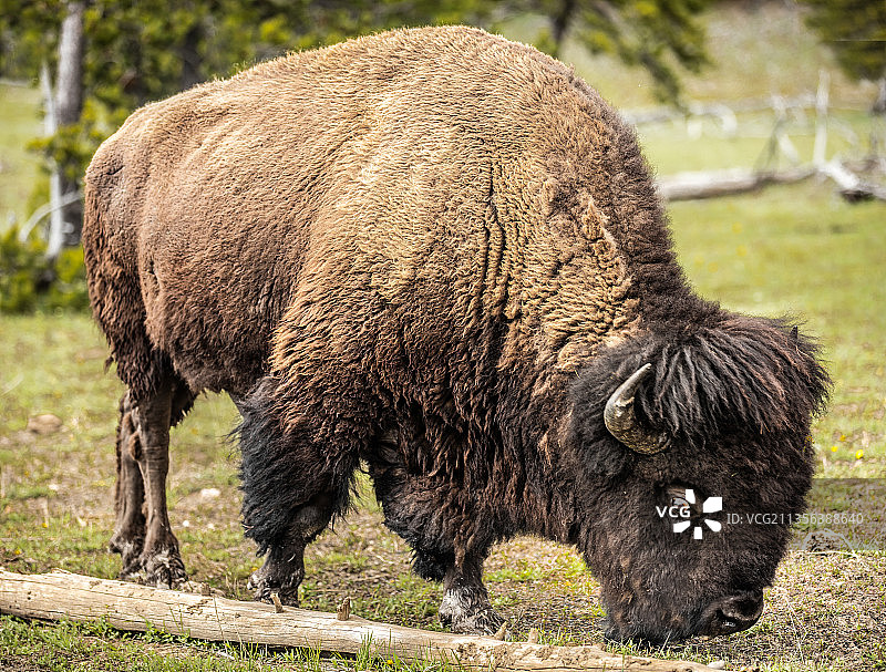 美国怀俄明州提顿县，田野上的水牛特写图片素材