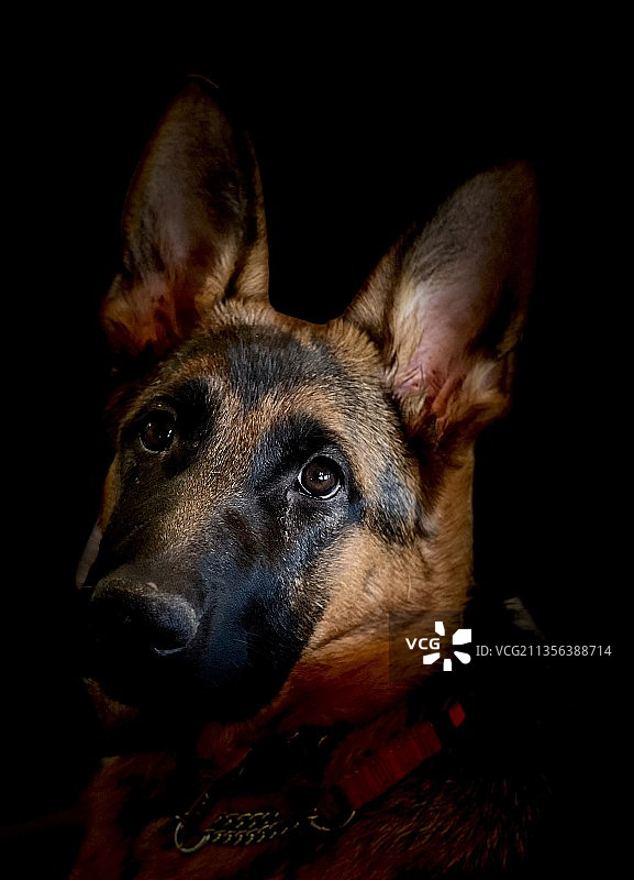 黑色背景下的纯种黑色拉布拉多羊的特写肖像图片素材