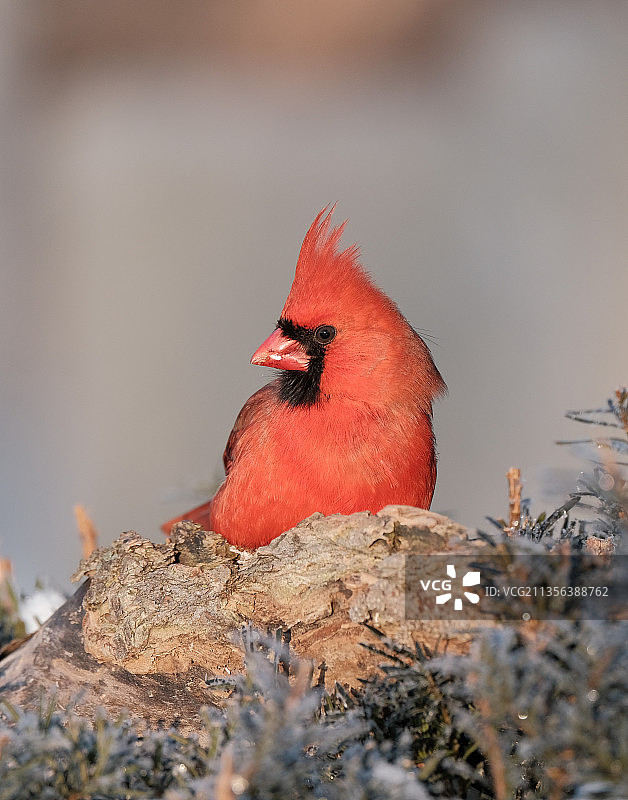 栖息在岩石上的北美红雀特写图片素材