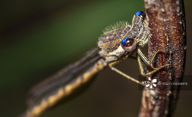 昆虫在植物上的特写镜头图片素材