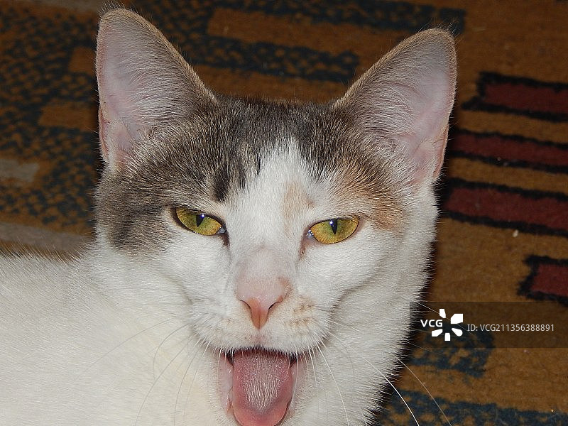 猫的特写肖像图片素材