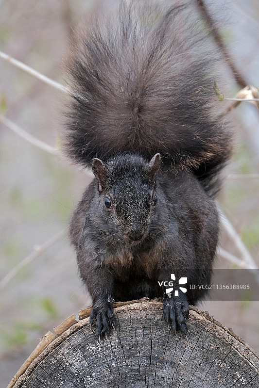 木头上松鼠的特写图片素材