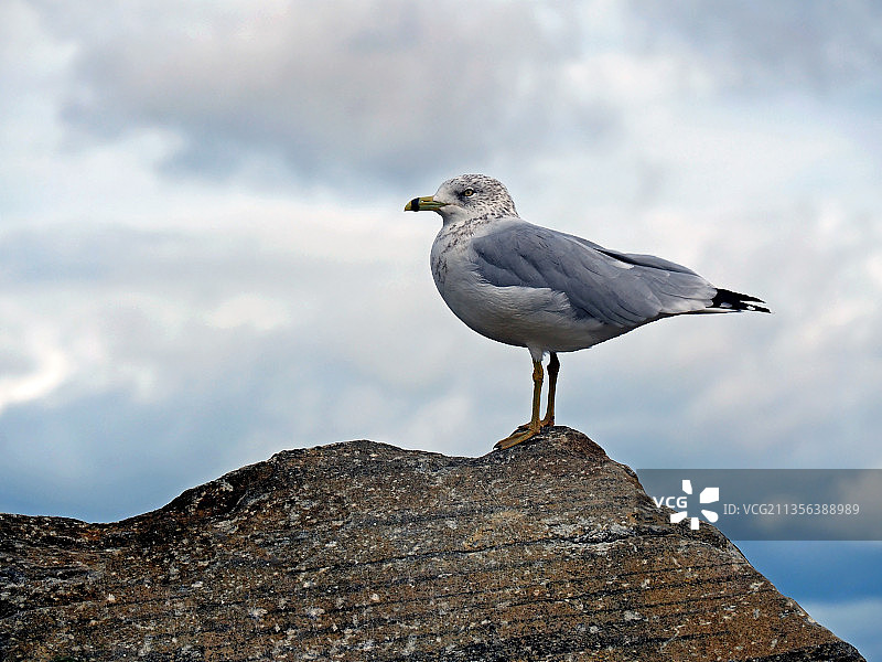 加拿大多伦多阿尔恩普里奥尔岩石上栖息的海鸥的低角度视图图片素材
