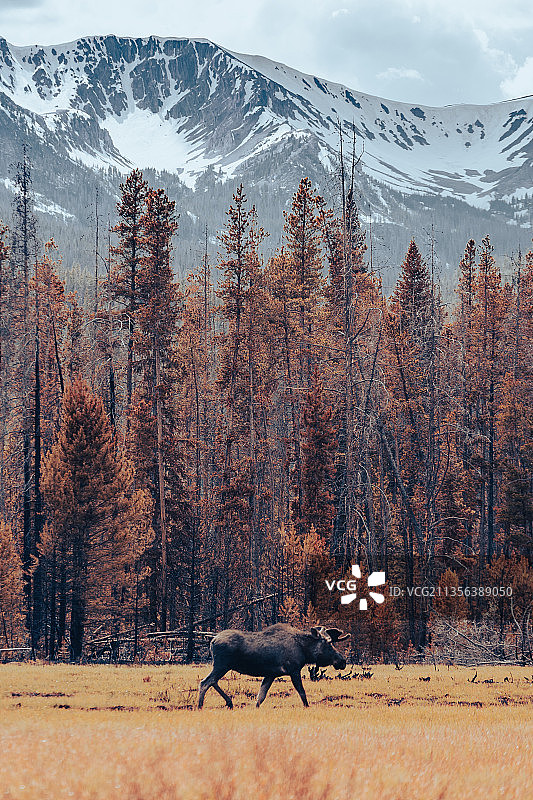 在美国科罗拉多州，驼鹿站在雪山前的田野上的侧视图图片素材
