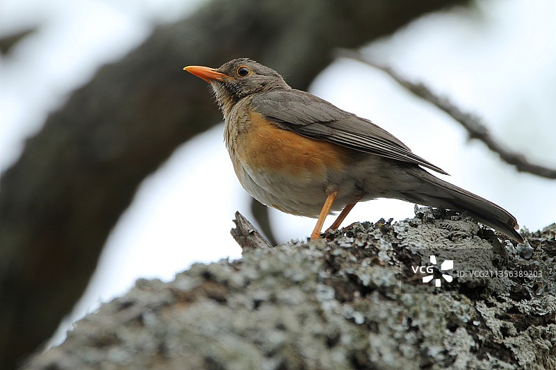 栖息在树上的鸣禽特写，南非贝拉贝拉图片素材