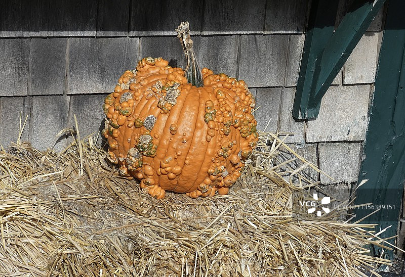 美国罗德岛州纽波特木桌上的南瓜特写图片素材