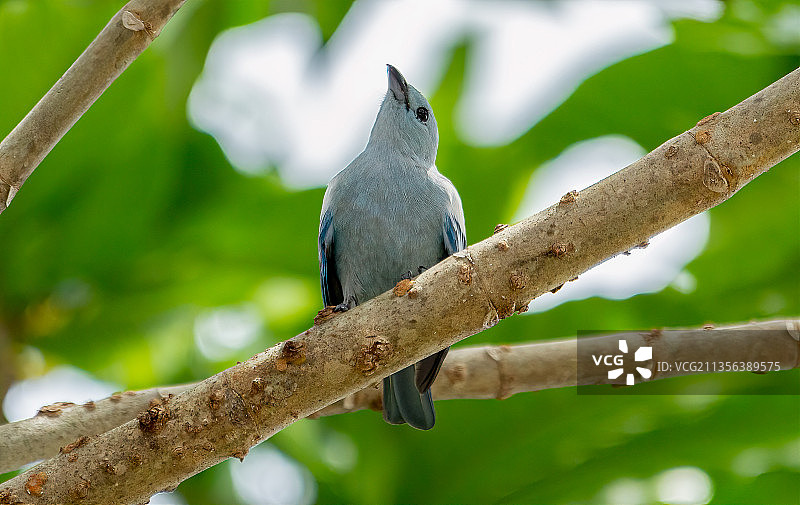 栖息在树枝上的棕色鹂的特写图片素材