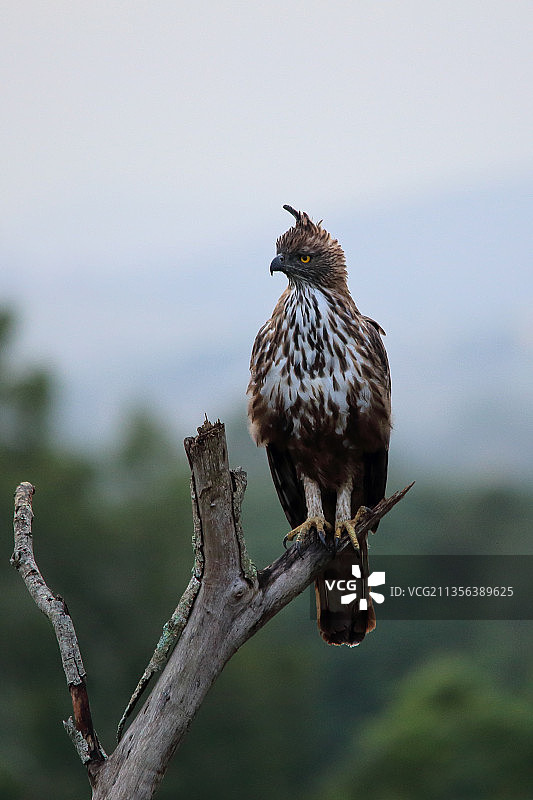 在树枝上栖息的猛禽特写，印度卡纳塔克邦班迪普尔图片素材