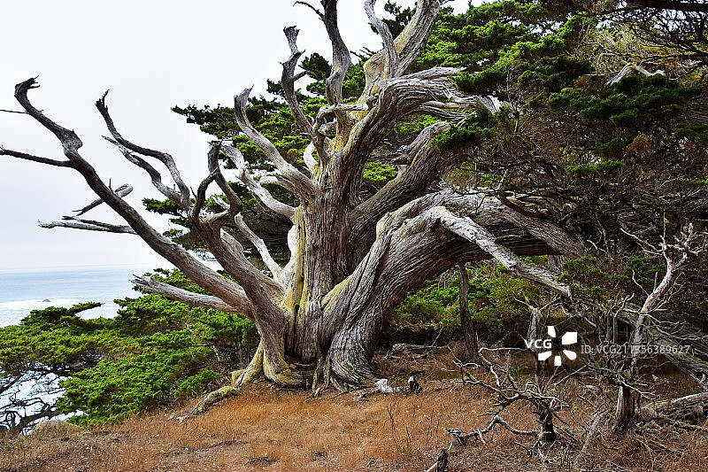 美国洛博斯角的田野树木图片素材