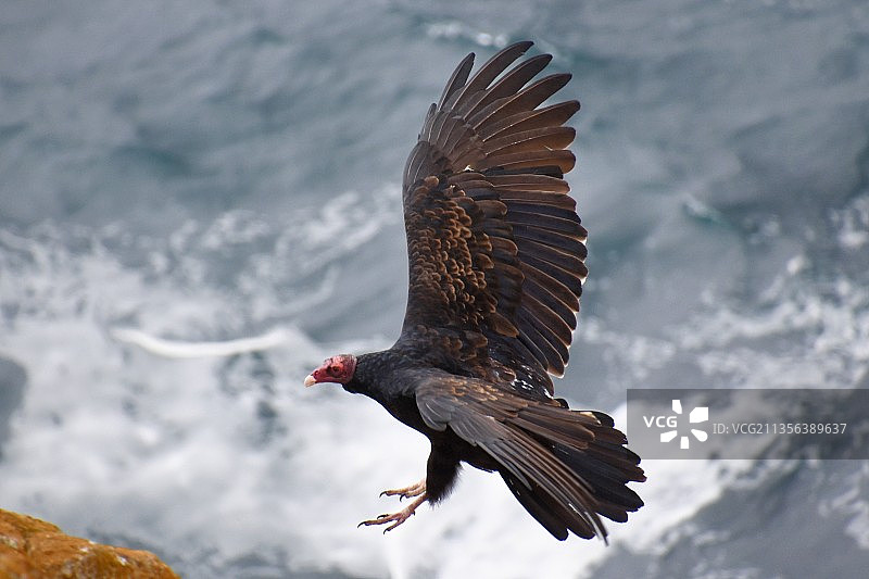 美国洛博斯角上空飞翔的雄鹰特写图片素材