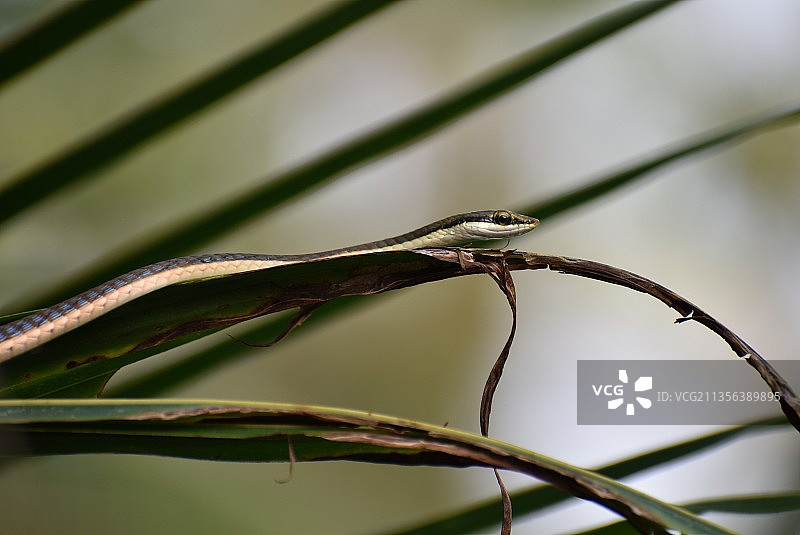 昆虫在植物上的特写镜头图片素材