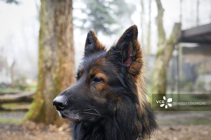 纯种狗的特写，视线移开图片素材